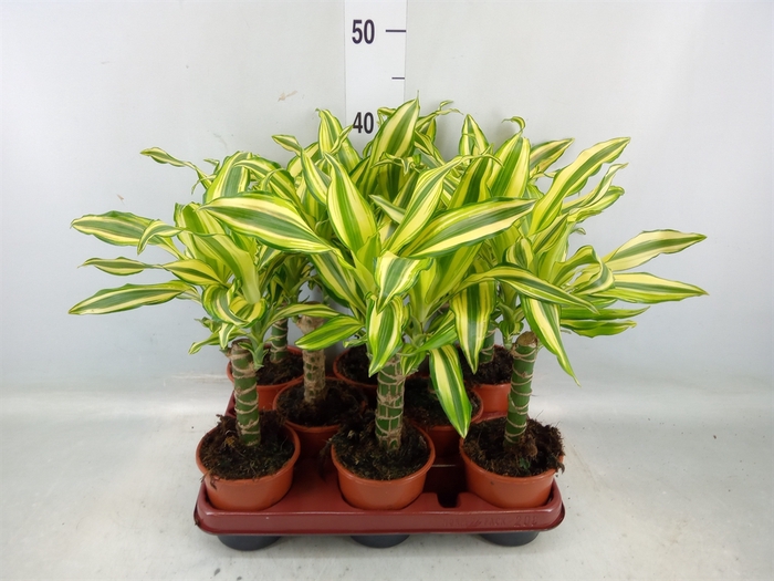 <h4>Dracaena frag. 'Yellow Coast'</h4>