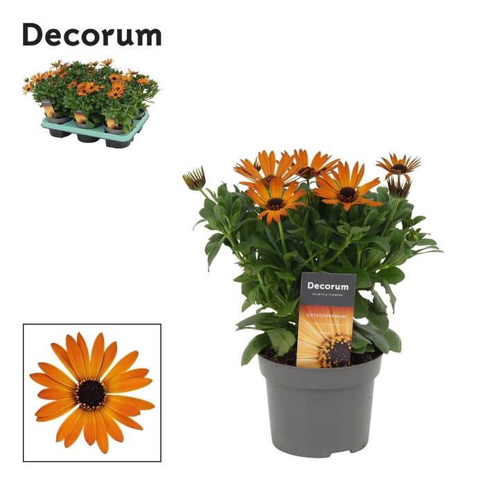 <h4>Osteospermum Orange Flare Decorum</h4>