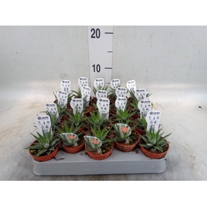 Haworthia fasciata 'Big Band'