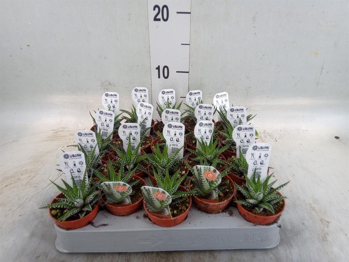 <h4>Haworthia fasciata 'Big Band'</h4>