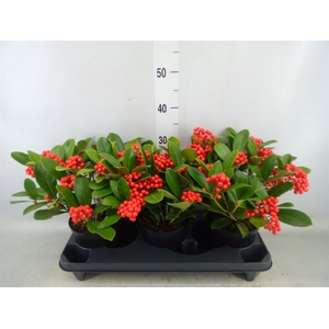 Skimmia jap. 'OBerries Red'