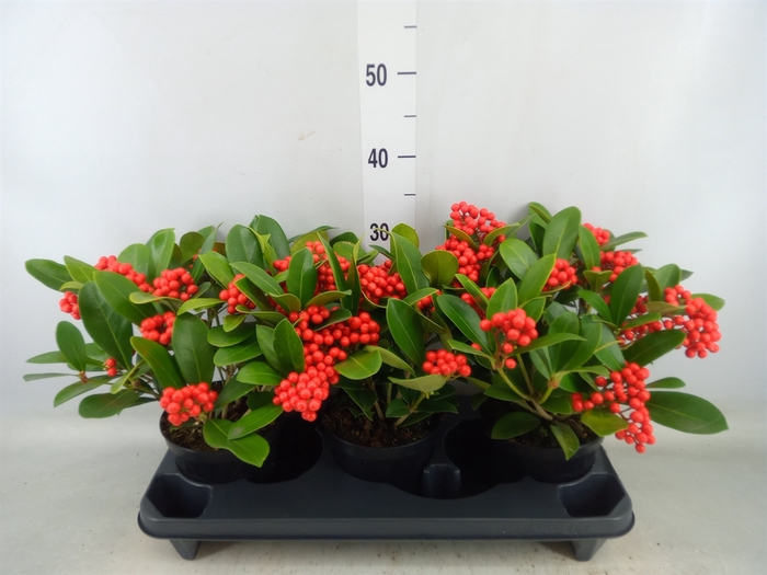 <h4>Skimmia jap. 'OBerries Red'</h4>