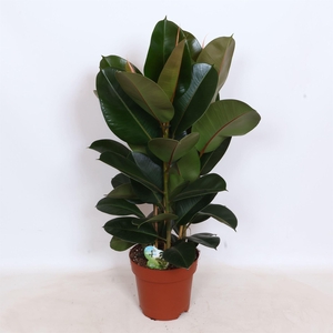 Ficus elastica 'Robusta'