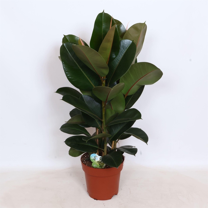 <h4>Ficus elastica 'Robusta'</h4>