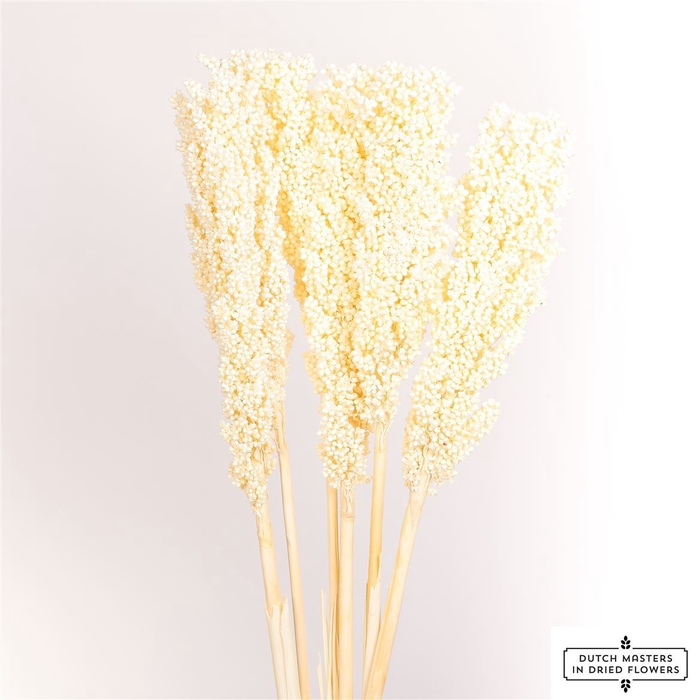 <h4>Dried Sorghum 6pc Bleached Bunch</h4>