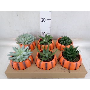Succulents   ...