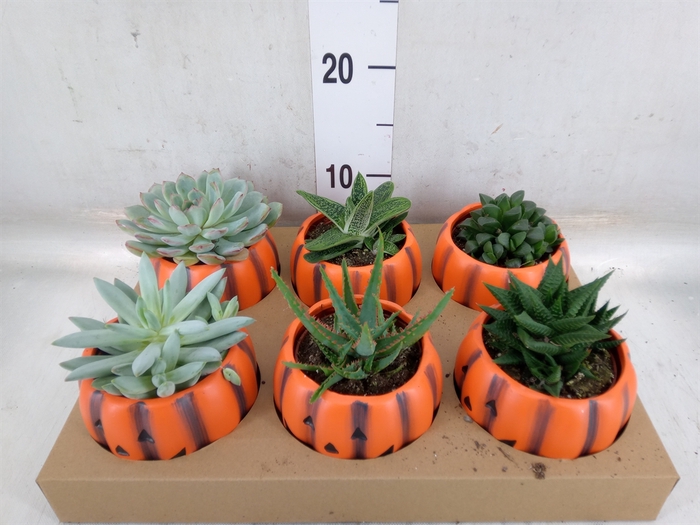 <h4>Succulents   ...</h4>