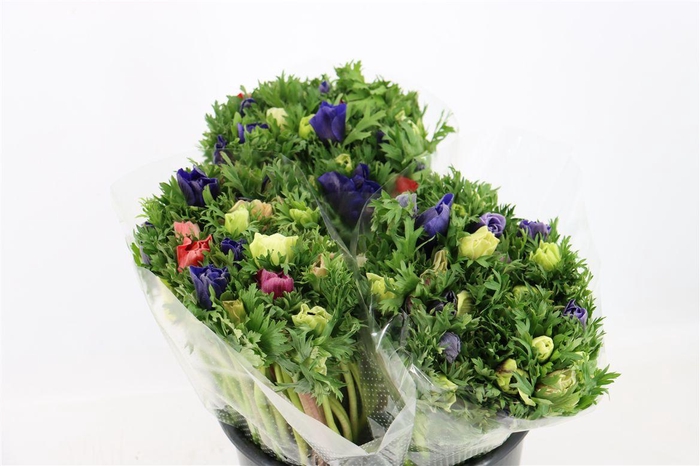 <h4>Anem Marianne Mixed</h4>