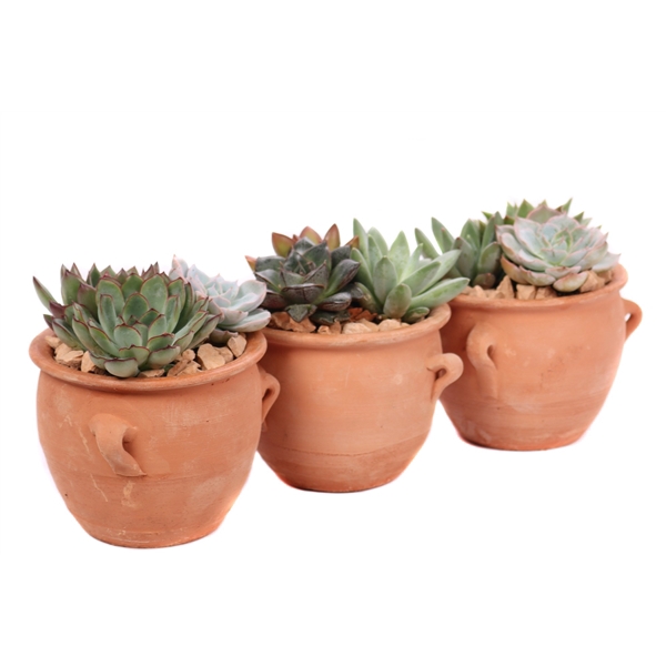 <h4>3 x echeveria 5,5 cm in kruik met 4 oren en stenen</h4>