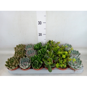 Succulents   ...