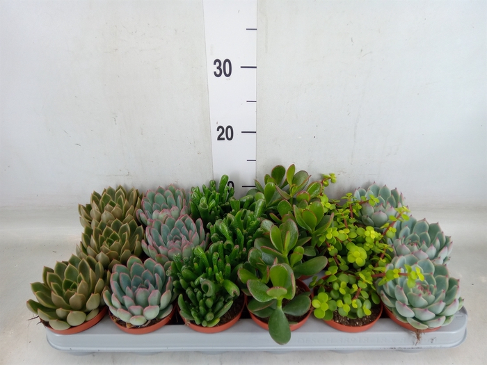 <h4>Succulents   ...</h4>