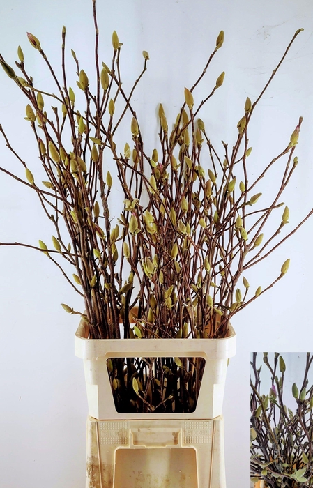 <h4>MAGNOLIA OV</h4>