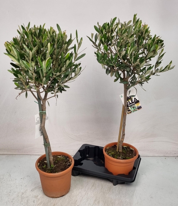 <h4>Olea Europaea</h4>