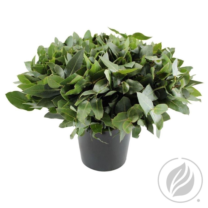 <h4>Euca Robusta 55 Cm Per Tak</h4>