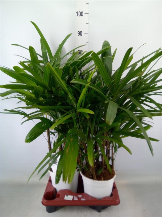 <h4>Rhapis excelsa</h4>