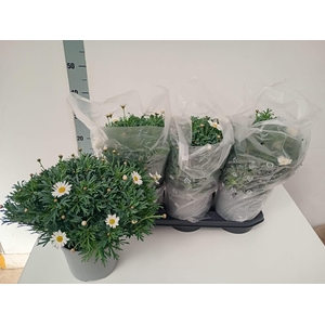 Argyranthemum frut. Stella 2000