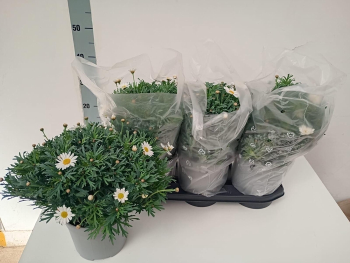 <h4>Argyranthemum frut. Stella 2000</h4>