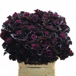 BRASSICA OLER. 'BLACK LEAF'