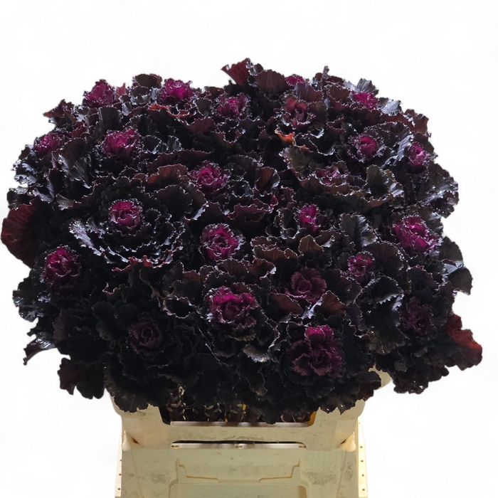 <h4>BRASSICA OLER. 'BLACK LEAF'</h4>