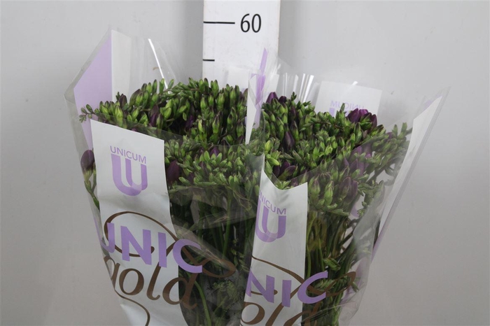 <h4>Fr En Delta River</h4>