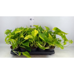 Epipremnum pinn. 'Hicolor'