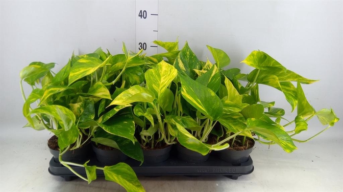 <h4>Epipremnum pinn. 'Hicolor'</h4>