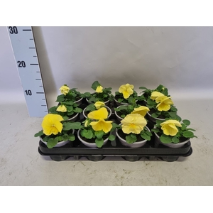 Viola wittrockiana F1 Lemon