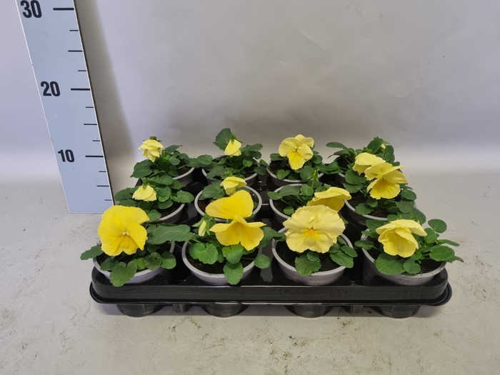 <h4>Viola wittrockiana F1 Lemon</h4>