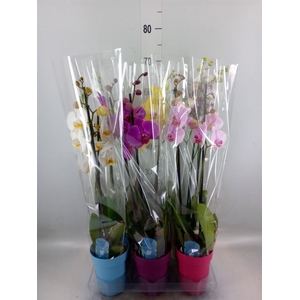 Phalaenopsis   ...mix  5