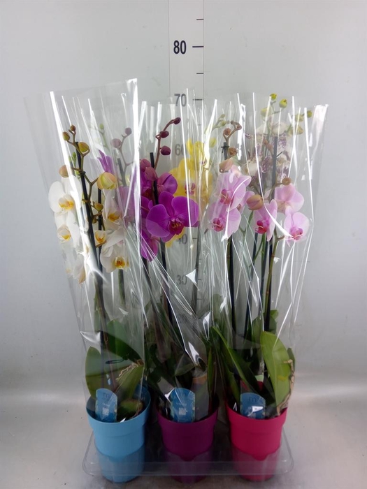 <h4>Phalaenopsis   ...mix  5</h4>