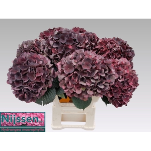 HYDR M MAG D RUBY CL