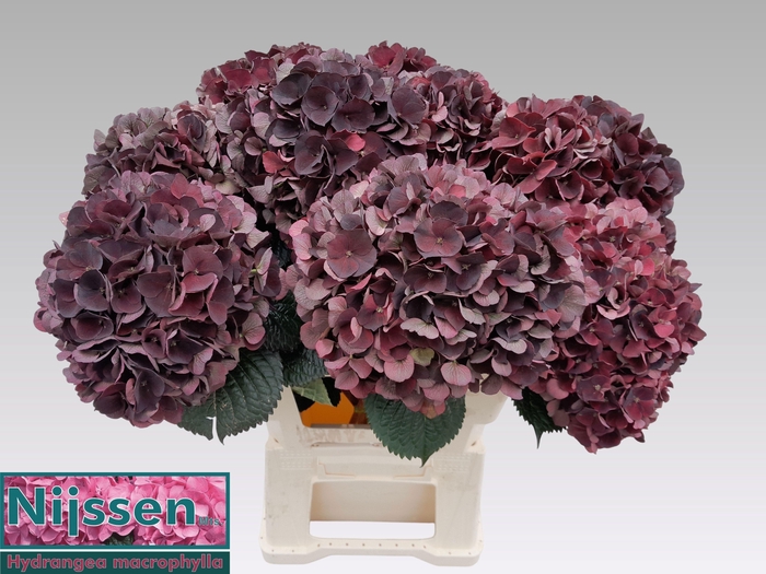 <h4>HYDR M MAG D RUBY CL</h4>