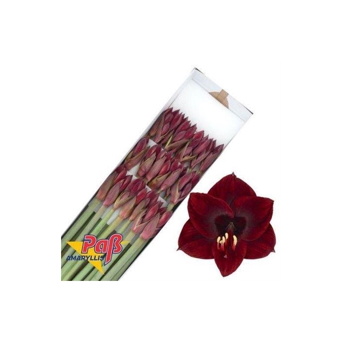 <h4>Hipp Co Lilliput</h4>