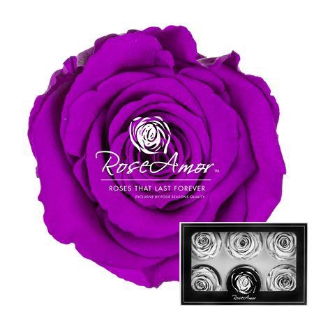 <h4>Lplus Pur02</h4>