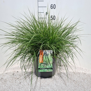 Pennisetum Alo. Hameln P26
