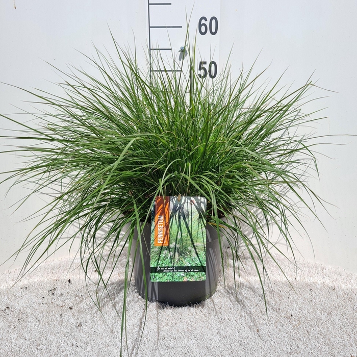 <h4>Pennisetum Alo. Hameln P26</h4>