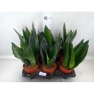 Sansevieria trifa. ...