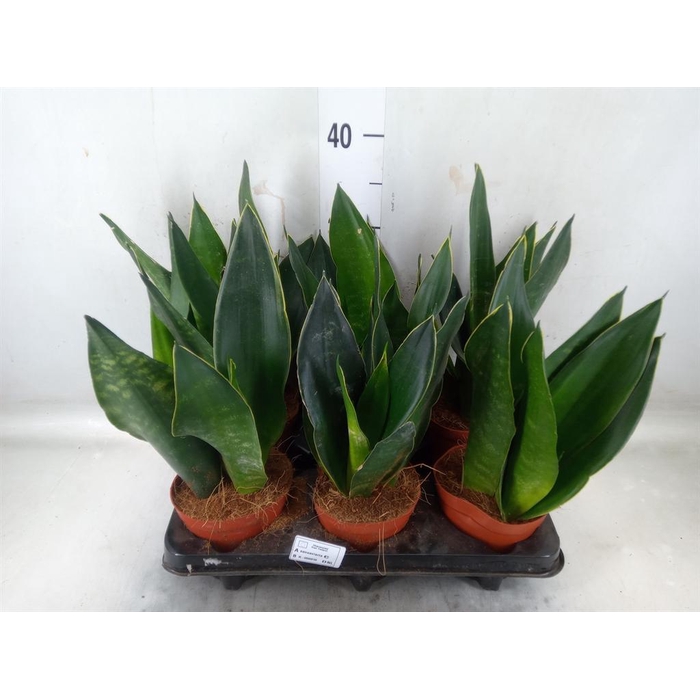 <h4>Sansevieria trifa.   ...</h4>