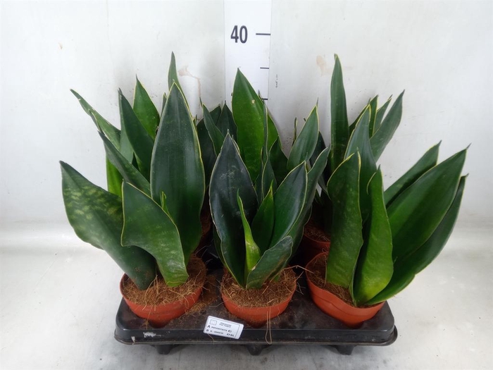 <h4>Sansevieria trifa.   ...</h4>