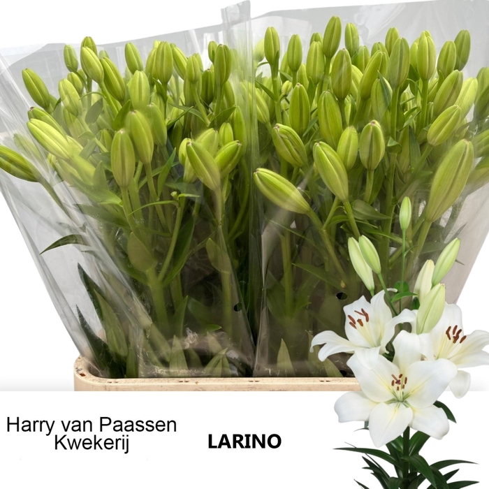 <h4>LI LA LARINO</h4>