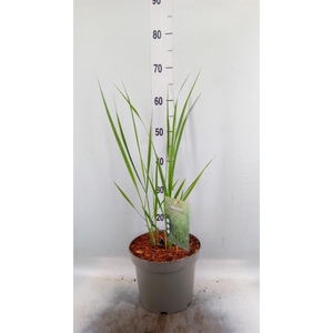 Panicum virgatum