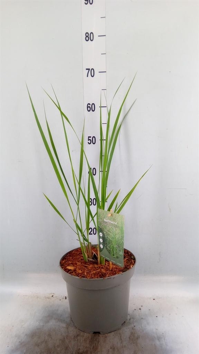 <h4>Panicum virgatum</h4>