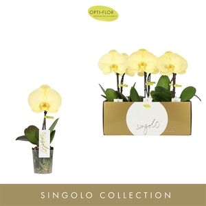 Singolo Aquarello Lemon