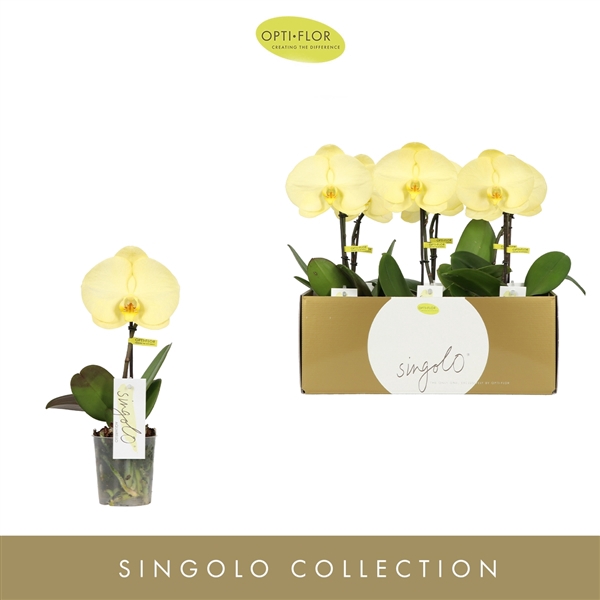 <h4>Singolo Aquarello Lemon</h4>