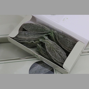 Stachys Groen P Box A75pcs