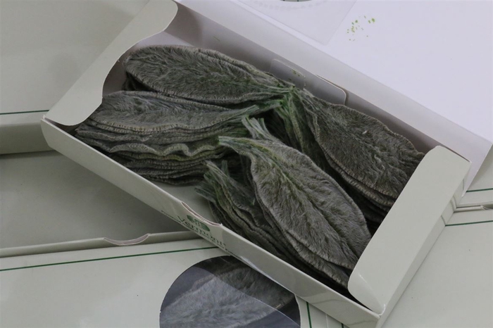 <h4>Stachys Groen P Box A75pcs</h4>