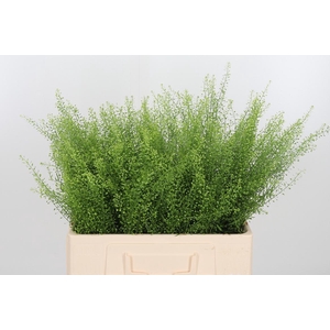 Lepidium Green Bell
