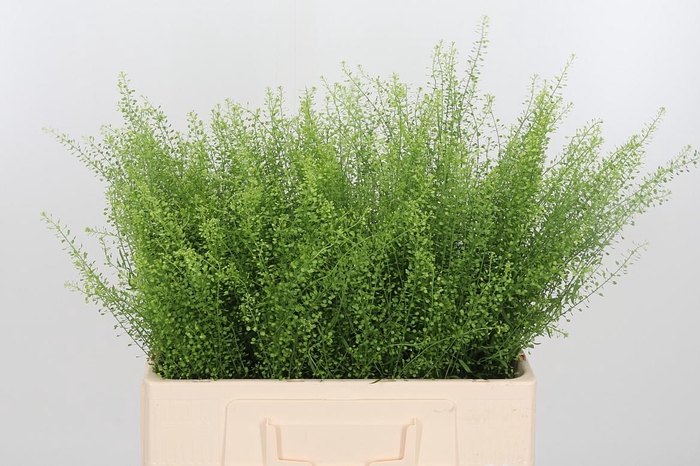 <h4>Lepidium Green Bell</h4>