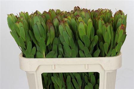 <h4>Leucad Saf Goldstrik</h4>