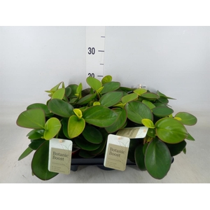 Peperomia clusiifolia 'Red Margin'